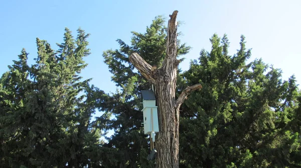 Close Artistic Wooden Bird House Tree — Stock Photo, Image