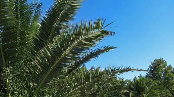 Een Close Van Een Palmboom Takken Tegen Blauwe Lucht — Stockfoto