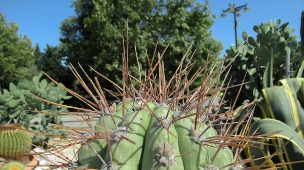 Close Yellow Cactus Thorns Botanical Garden — Stock Photo, Image