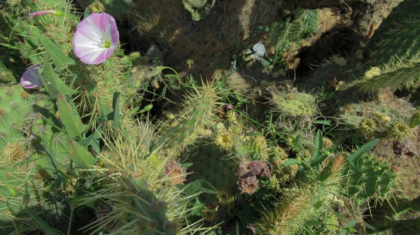 植物園の黄色のサボテンのとげの閉じる — ストック写真