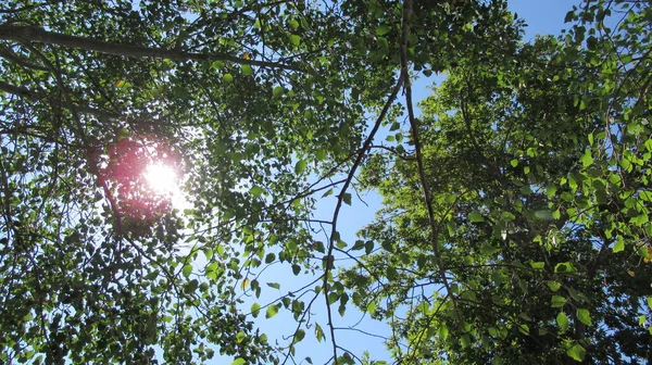 Luz Solar Que Vem Através Galhos Árvores Folhas Céu Azul — Fotografia de Stock