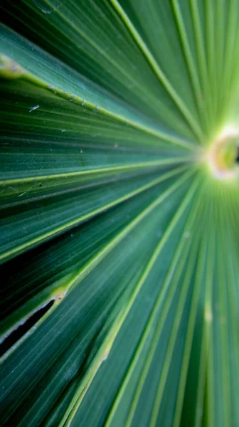 Zblízka Palmových Listů Větví Tropické Zahradě — Stock fotografie
