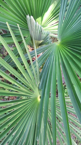 Gros Plan Une Feuille Palmier Branches Dans Jardin Tropique — Photo