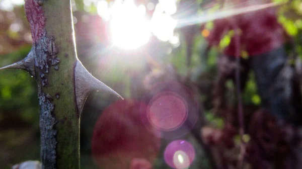 Primer Plano Una Rosa Espina Fondo Sol Saliendo — Foto de Stock