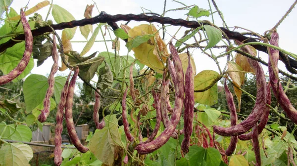 Primer Plano Frijol Rojo Jardín —  Fotos de Stock