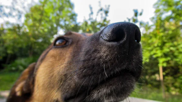 甘い面白い犬の鼻と口の近くに — ストック写真