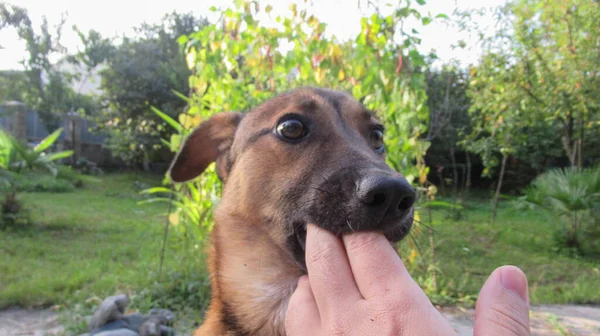 男は犬の口に指を入れて遊ぶ — ストック写真