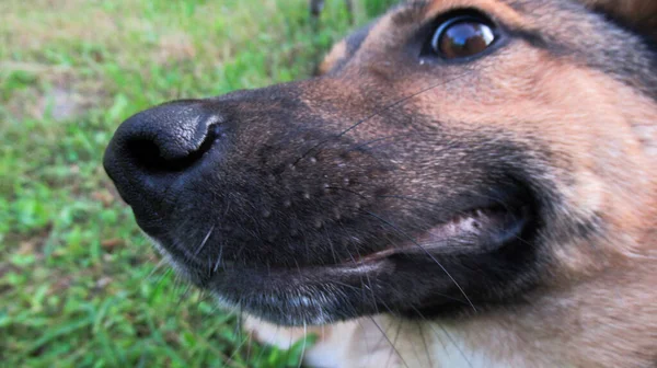 甘い面白い犬の鼻と口の近くに — ストック写真