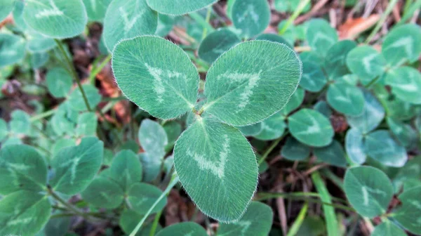 Close Van Een Groene Plant Bladeren Tuin — Stockfoto