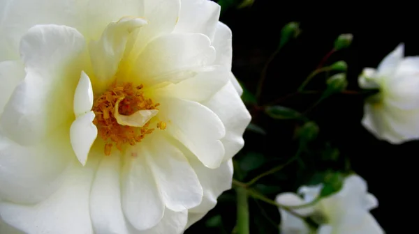 Gros Plan Une Seule Belle Fleur Blanche — Photo
