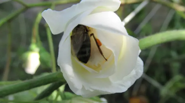 Primer Plano Una Abeja Melífera Dentro Una Flor Blanca Recolectando — Foto de Stock