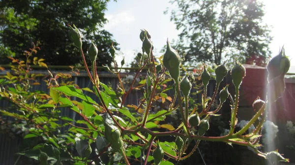 Sol Ljus Som Kommer Från Bakom Oöppnade Ros Blommor — Stockfoto