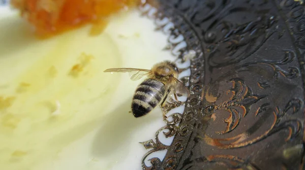 Close Honey Bee Standing Honeycomb — Stock Photo, Image