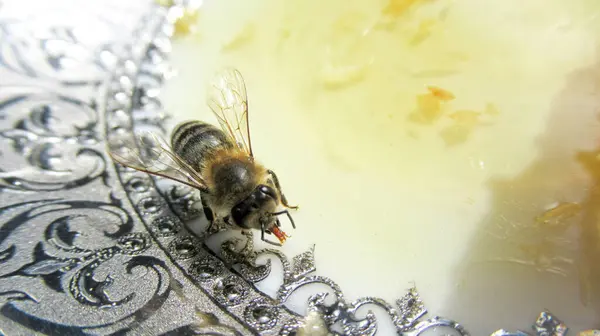 Close Honey Bee Standing Honeycomb — Stock Photo, Image