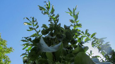 Aşağıdan ağaç tepesine kadar yeşil yapraklı büyük ağacın yakın görüntüsü. Mavi gökyüzü ağaç dallarından görülebilir..
