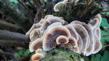 Vahşi bir ormanda bir ağaç mantarının yakınına.