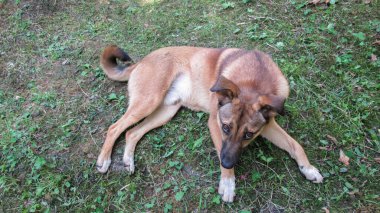 Güzel sarı gri köpek onunla oynamak için sahibine bakıyor.
