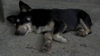 Yerde yatan siyah-beyaz köpeğin koyu renkli fotoğrafı.