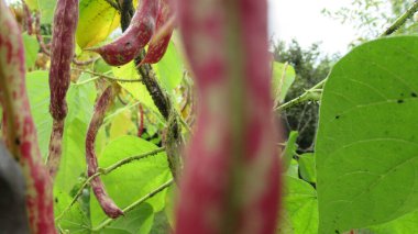 Bahçemdeki kırmızı fasulyeyi yakın.