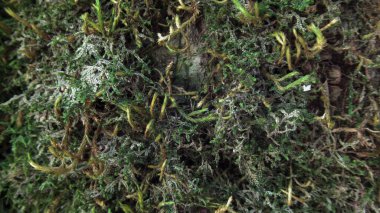 Doğal nehir taşlarıyla kaplı bitki yosunlarına yakın.