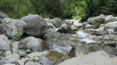 Bir kaya taşına ve orman nehrinin beyaz-yeşil köpüklü suyuna yakın