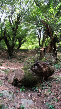 Kafkas ormanının ortasındaki ağaç kütüğü.