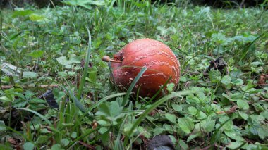 Olgun elma meyvesi yeşil toprakta yatıyor.