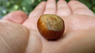 Fındık tutan bir ele yaklaş. Organik, doğal, taze fındık.