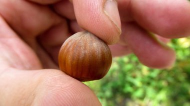 Fındık tutan bir ele yaklaş. Organik, doğal, taze fındık.