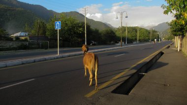 İnekler ana köy yolunda yürüyorlar.
