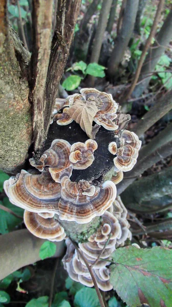 Gros Plan Champignon Arboricole Dans Une Forêt Sauvage — Photo