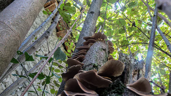 Közelről Egy Gomba Egy Vad Erdőben — Stock Fotó