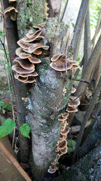 野生森林里的树菇的密闭 — 图库照片