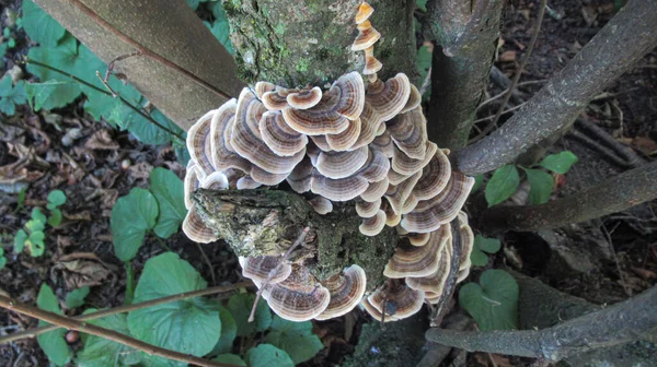 Close Tree Mushrooms Wild Forest — Stock Photo, Image