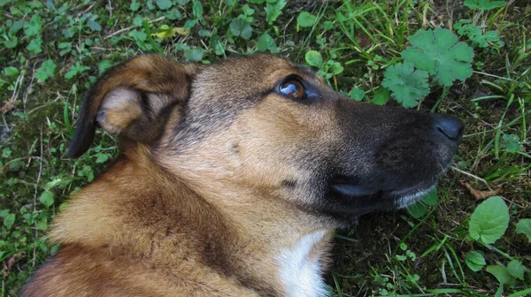 Hermoso Perro Gris Amarillo Dulce Mirando Dueño Para Jugar Con —  Fotos de Stock