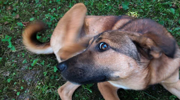 緑の草の上に座っている間 黄色の黒い犬は自分自身をかゆみ — ストック写真