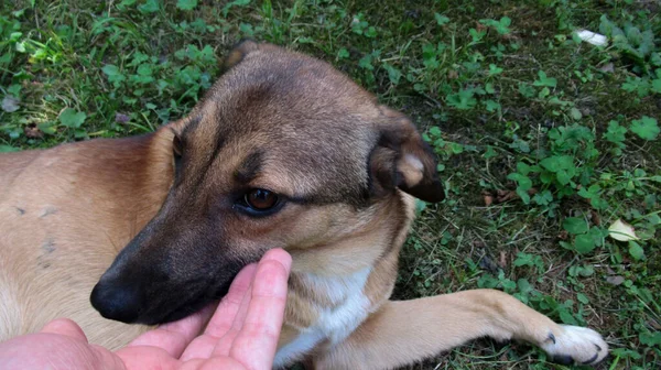 写真を撮るために甘い犬の口を持つ男 — ストック写真