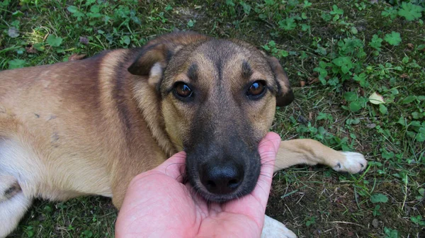 写真を撮るために甘い犬の口を持つ男 — ストック写真