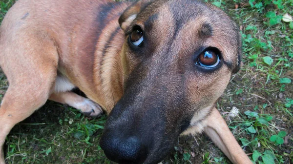 Anjing Abu Abu Kuning Yang Cantik Melihat Pemiliknya Untuk Bermain — Stok Foto