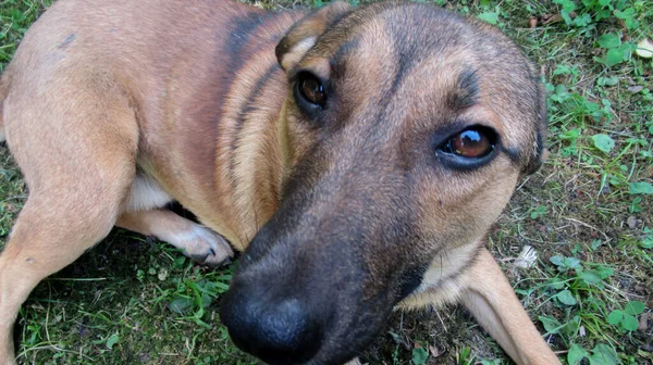 Hermoso Perro Gris Amarillo Dulce Mirando Dueño Para Jugar Con —  Fotos de Stock