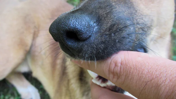 Man Put His Fingers Dog Mouth Play Him — Stock Photo, Image