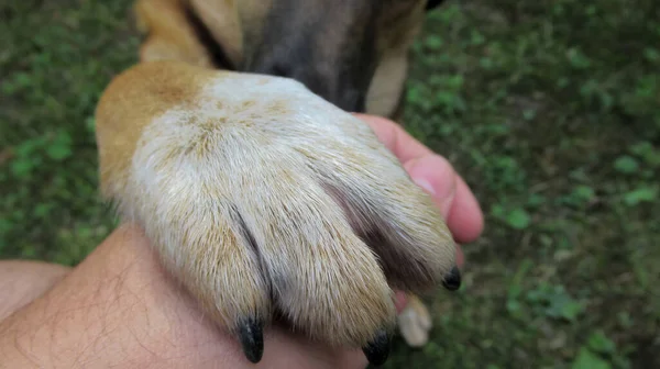 Close Van Een Lieve Gekleurde Hondenpoot Met Zijn Nagels — Stockfoto