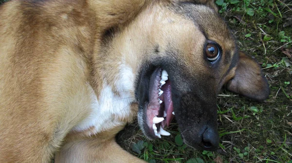 Piękny Słodki Żółty Szary Pies Patrząc Jego Właściciela Zabawy Nim — Zdjęcie stockowe