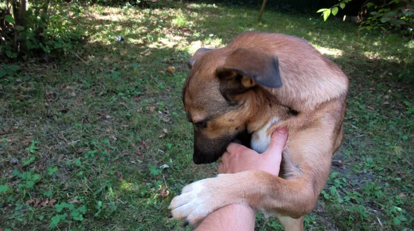 Hombre Puso Sus Dedos Boca Del Perro Para Jugar Con —  Fotos de Stock