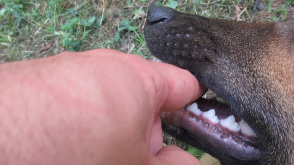 Man Put His Fingers Dog Mouth Play Him — Stock Photo, Image