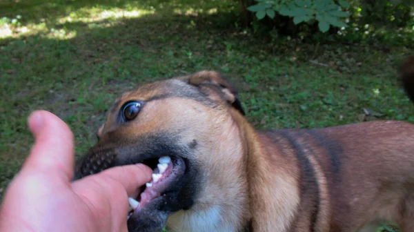 Mann Steckte Finger Hundemund Mit Ihm Spielen — Stockfoto