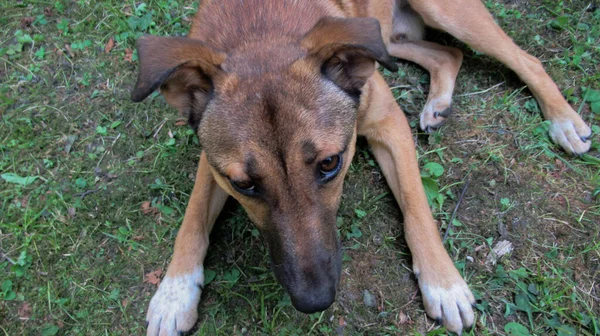 Bonito Cão Cinza Amarelo Doce Olhando Para Seu Dono Para — Fotografia de Stock