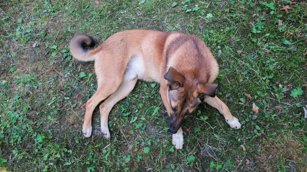 Vacker Söt Gul Grå Hund Tittar Sin Ägare Att Leka — Stockfoto