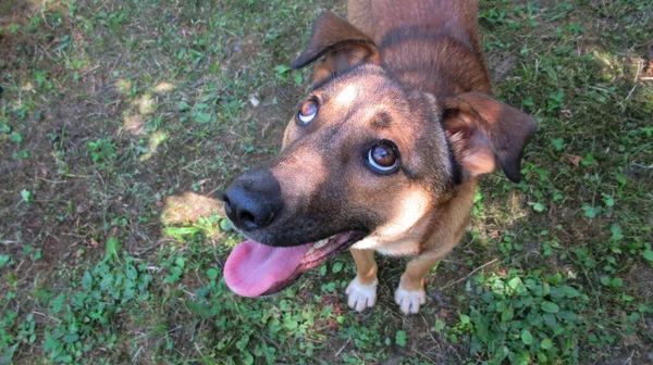 Hermoso Perro Gris Amarillo Dulce Mirando Dueño Para Jugar Con —  Fotos de Stock