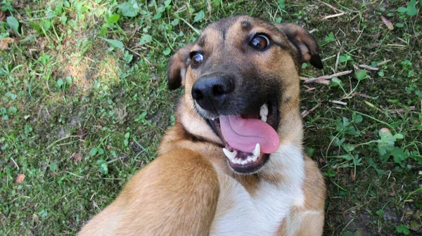 Divertido Dulce Perro Amarillo Negro Blanco Tendido Suelo Con Lengua —  Fotos de Stock